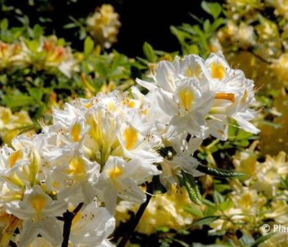Rhododendron 'Persil'