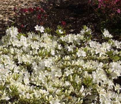 Rhododendron 'Schneewittchen'