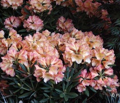 Rhododendron (Yakush.-Gruppe) 'Valencia' Rhododendron (Yakush.-Gruppe) 'Valencia'