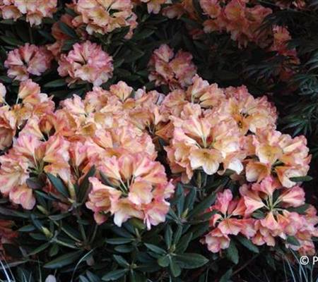 Rhododendron (Yakush.-Gruppe) 'Valencia'