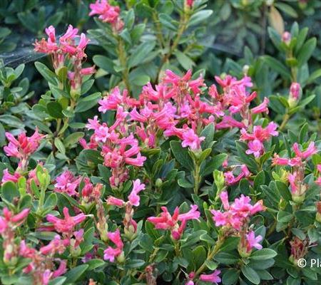 Rhododendron ferrugineum Rhododendron ferrugineum