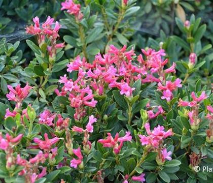 Rhododendron ferrugineum
