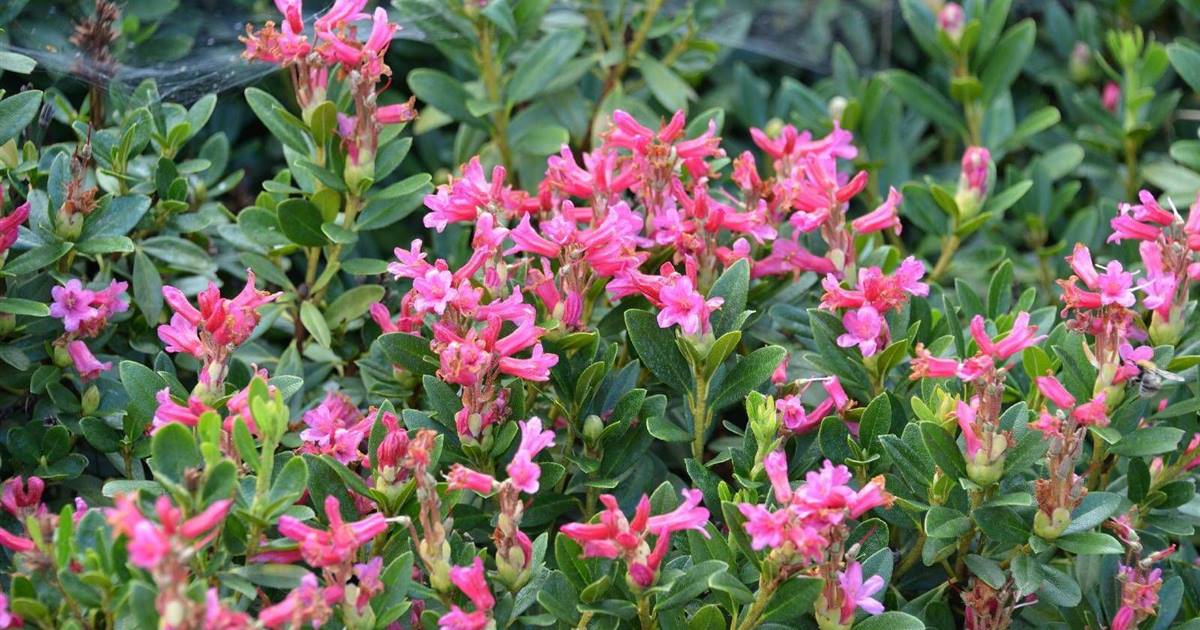 thuja weleda WELEDA Thuja occidentalis 10 % Salbe, 25 g Salbe — apohealth main image 1