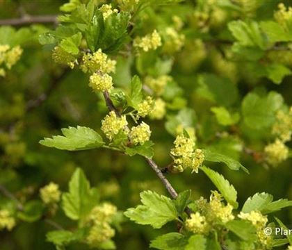 Ribes alpinum