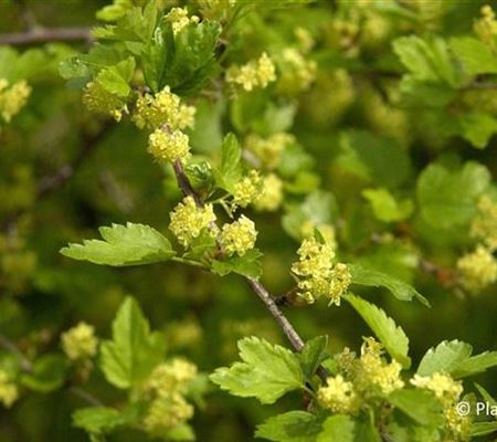 Ribes alpinum
