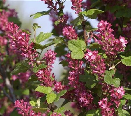 Ribes sanguineum 'King Edward VII'