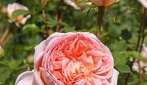 Rosa 'Abraham Darby'
