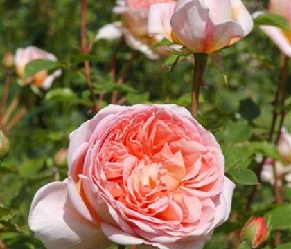 Rosa 'Abraham Darby'