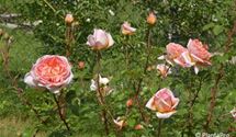 Rosa 'Abraham Darby'
