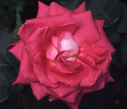 Rosa 'Acapella' Rosa 'Acapella'