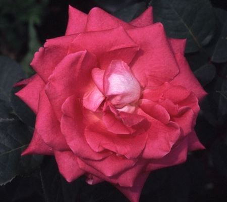Rosa 'Acapella'