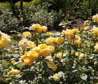 Rosa 'Arthur Bell'