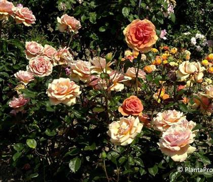 Rosa 'Ashram'