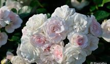 Bodendeckerrose