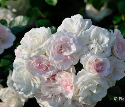 Rosa 'Aspirin Rose'