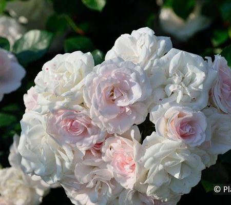 Rosa 'Aspirin Rose'
