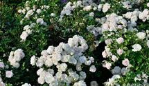 Bodendeckerrose