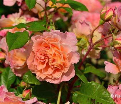 Rosa 'Augusta Luise' Rosa 'Augusta Luise'