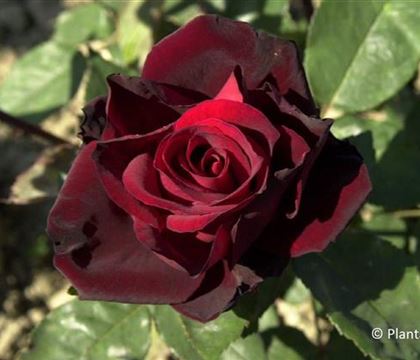 Rosa 'Barkarole' Rosa 'Barkarole'