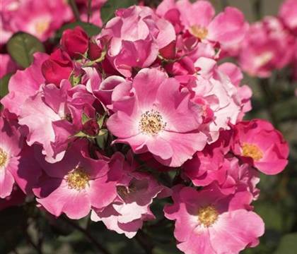 Rosa 'Betty Prior'