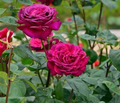 Rosa 'Big Purple' Rosa 'Big Purple'