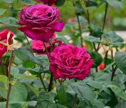 Rosa 'Big Purple'