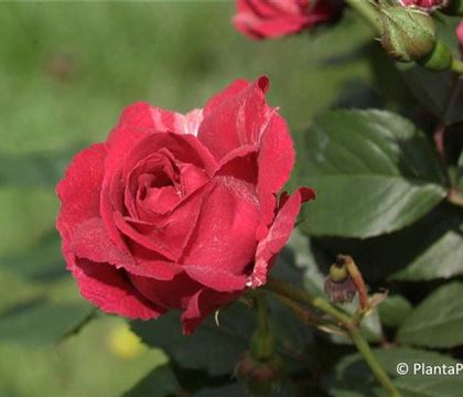 Rosa 'Blaze Superior'