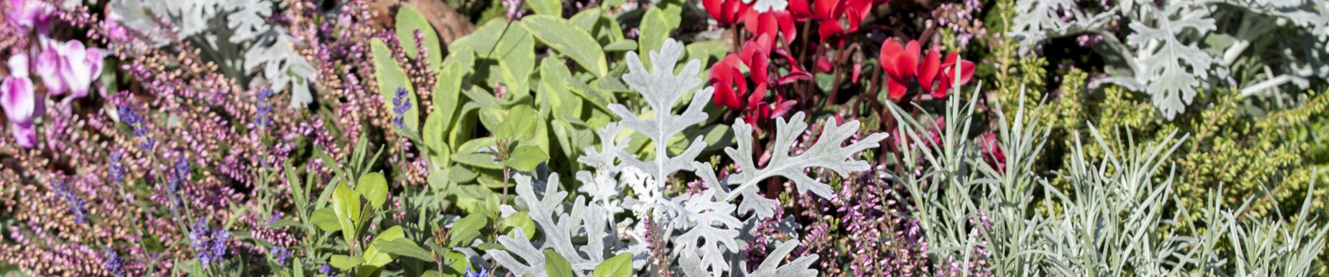 GS502946.jpg GS502946.jpg