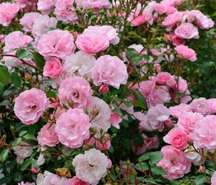 Rosa 'Bonica 82'