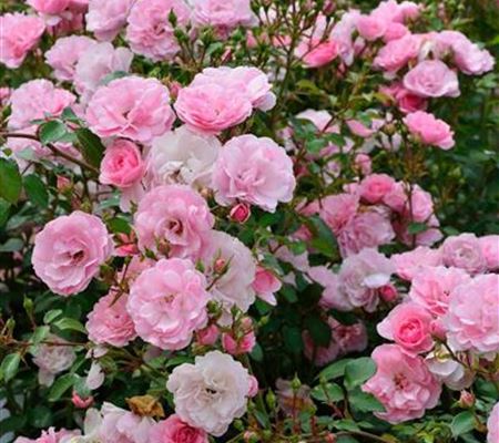 Rosa 'Bonica 82'