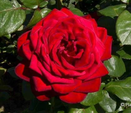 Rosa 'Burgund 81'