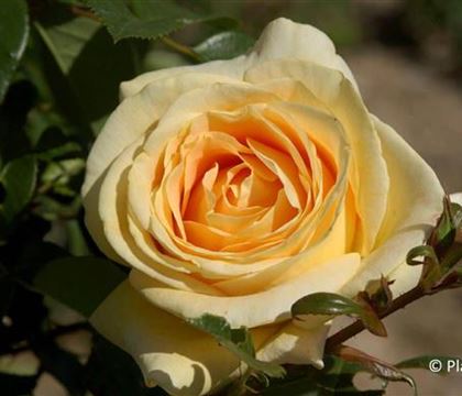 Rosa 'Candlelight' Rosa 'Candlelight'