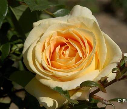 Rosa 'Candlelight'