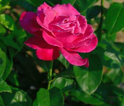 Rosa 'Caprice de Meilland'