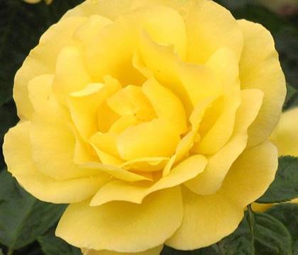 Rosa 'Chinatown'