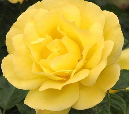 Rosa 'Chinatown'