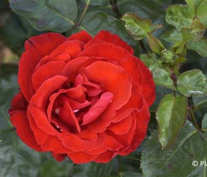 Rosa 'Chorus'