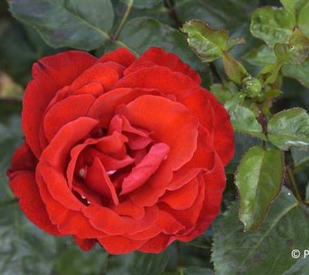 Rosa 'Chorus'