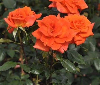 Rosa 'Christoph Colomb' Rosa 'Christoph Colomb'