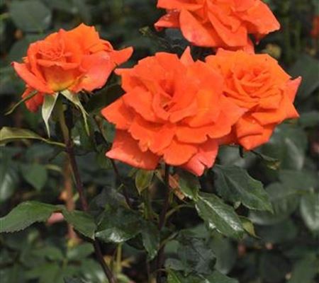 Rosa 'Christoph Colomb'