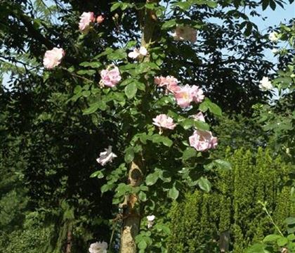 Rosa 'Clair Matin' Rosa 'Clair Matin'