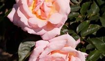 Kletterrose