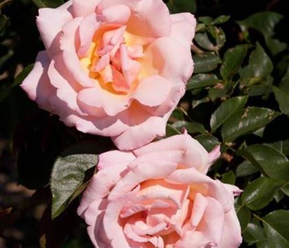 Rosa 'Compassion'