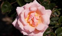 Kletterrose