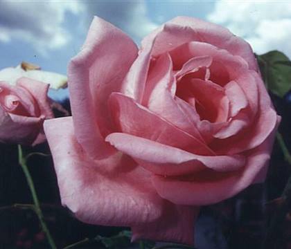Rosa 'Coral Dawn'