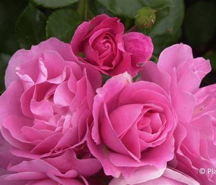 Rosa 'Deborah'