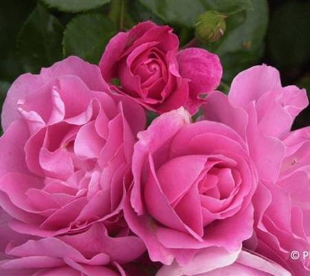 Rosa 'Deborah'
