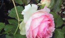 Kletterrose