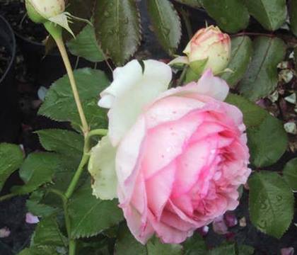 Rosa 'Eden Rose'