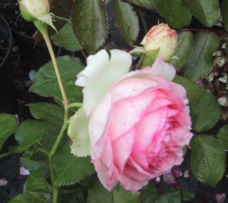 Rosa 'Eden Rose'